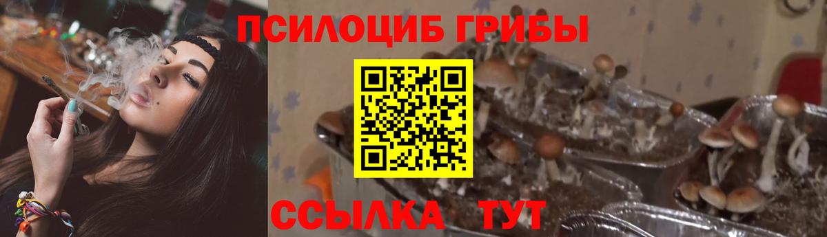 Избербаш  Псилоцибиновые грибы Cubensis  Вход с VPN  Псилоцибиновые грибы Psilocybe 